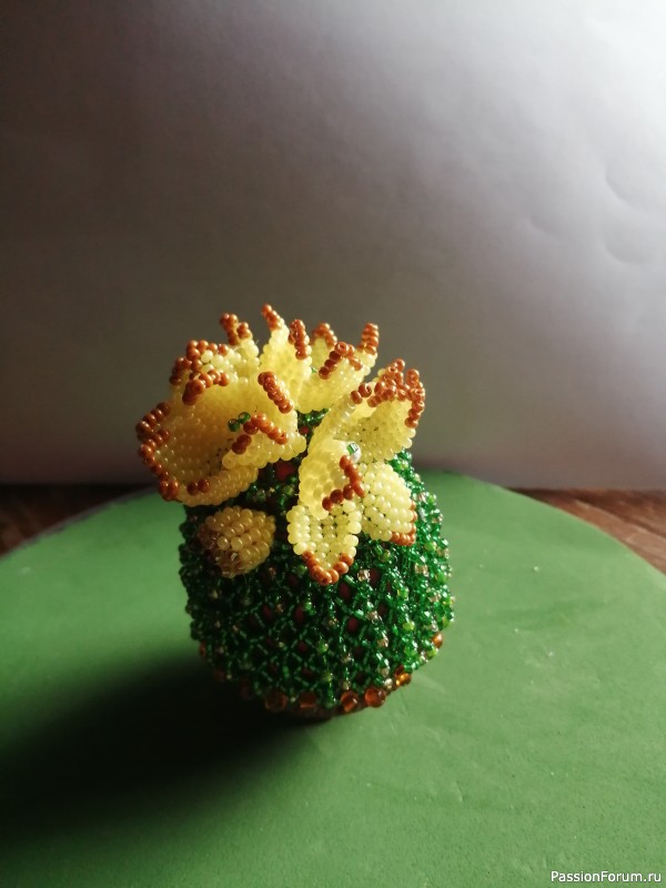 Пасхальные кактусы