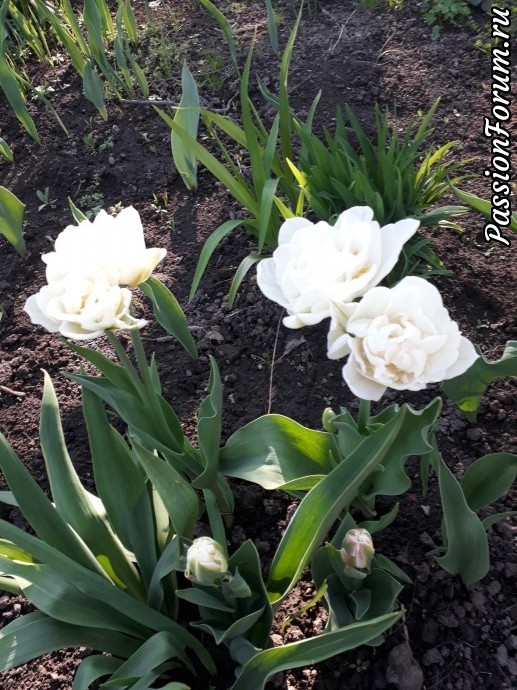 Тюльпаны пионовидные на даче в мае