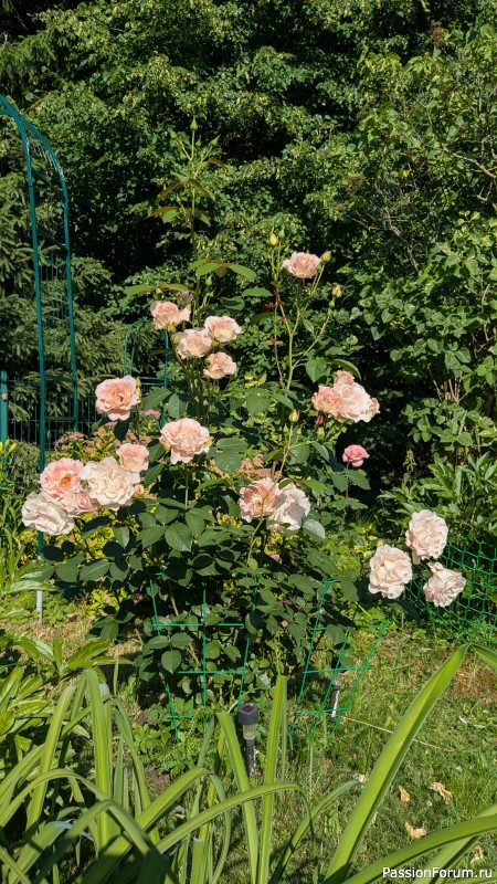 Перчатки к шали "Созвездие одуванчиков" Марины Горштейн