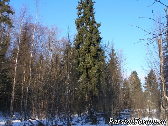 Солнечное утро в зимнем лесу