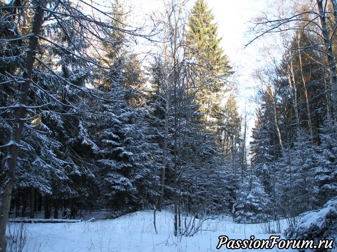 Солнечное утро в зимнем лесу (часть 3)