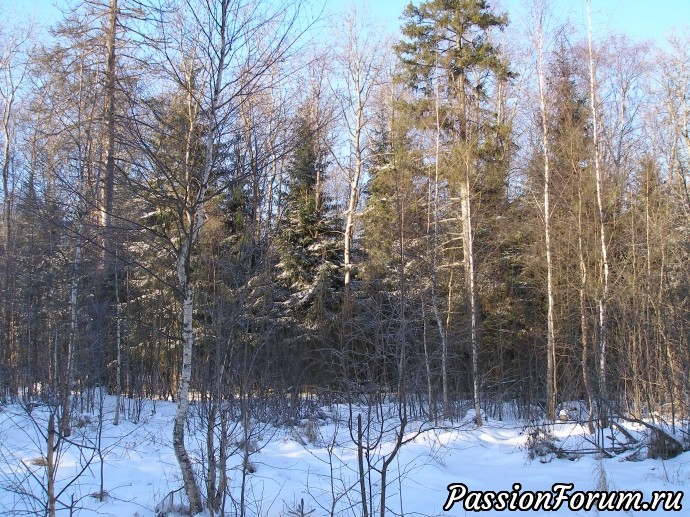 Солнечное утро в зимнем лесу