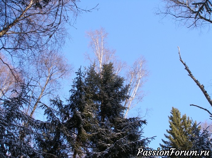 Солнечное утро в зимнем лесу (часть 3)