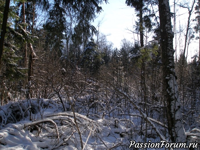 Солнечный зимний лес (продолжение)