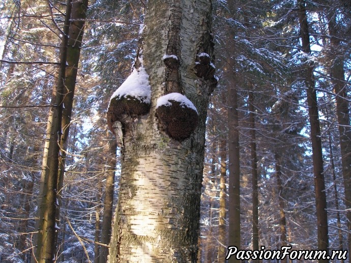 Солнечное утро в зимнем лесу (часть 3)