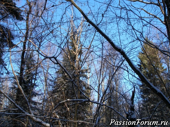 Солнечное утро в зимнем лесу (часть 3)