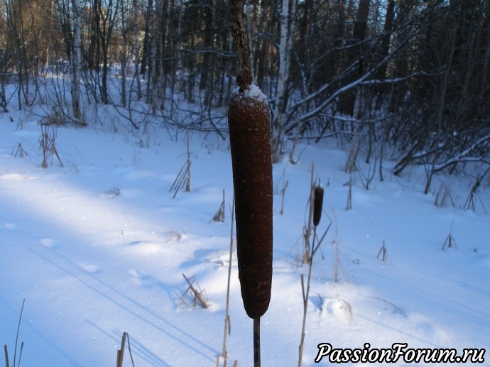 Солнечный зимний лес