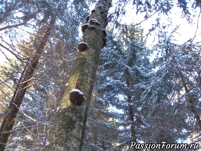 Солнечное утро в зимнем лесу (часть 3)