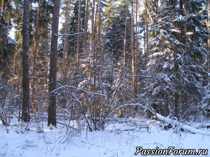 Солнечный зимний лес (продолжение)