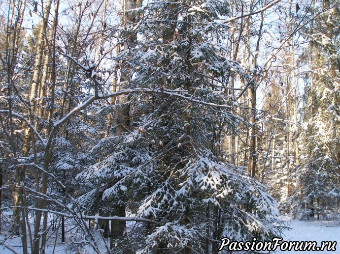 Солнечное утро в зимнем лесу (часть 3)