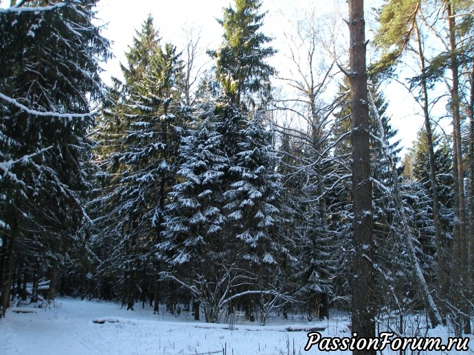 Солнечный зимний лес (продолжение)