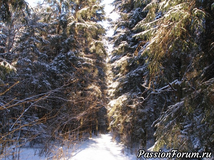 Солнечное утро в зимнем лесу (часть 3)