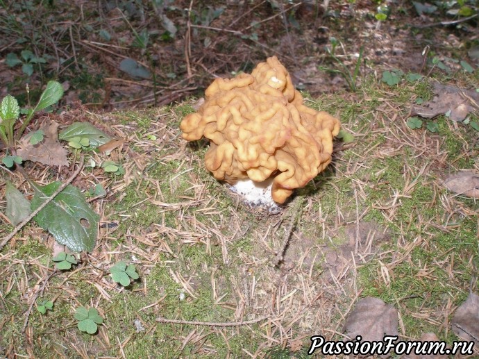 Первые весенние ... грибы