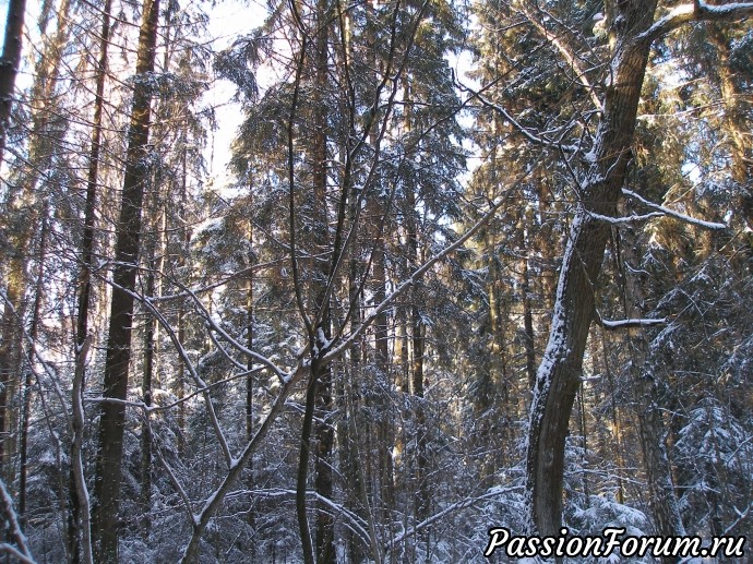 Солнечное утро в зимнем лесу (часть 3)