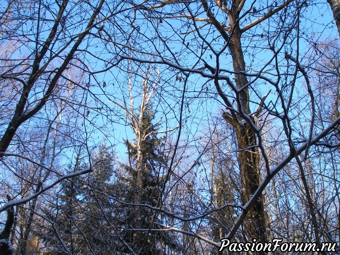 Солнечное утро в зимнем лесу (часть 3)