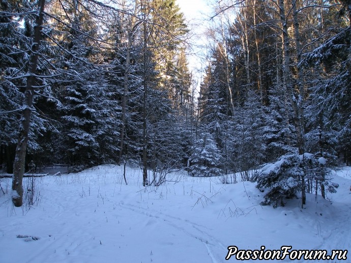 Солнечное утро в зимнем лесу (часть 3)