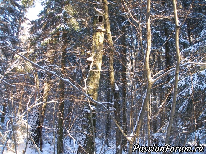 Солнечное утро в зимнем лесу (часть 3)