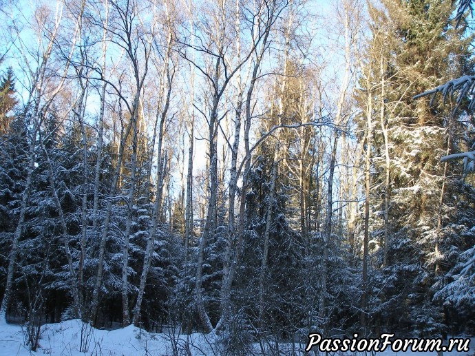 Солнечное утро в зимнем лесу (часть 3)