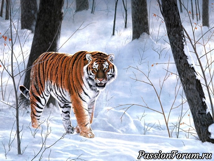 Тигр - символ величия и мощи