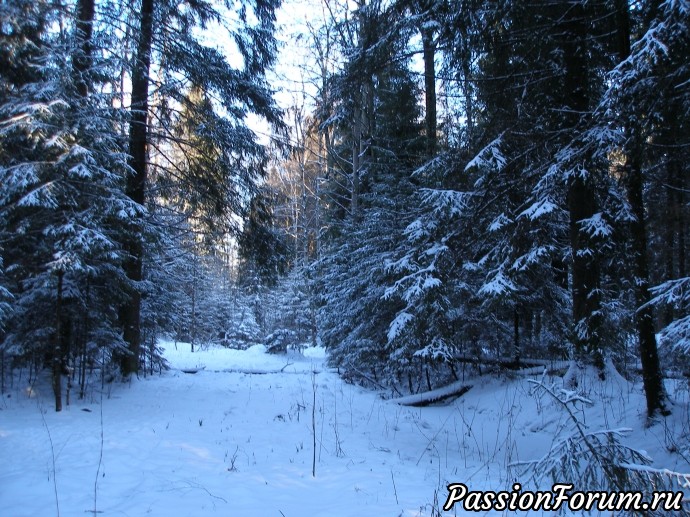 Солнечное утро в зимнем лесу (часть 3)