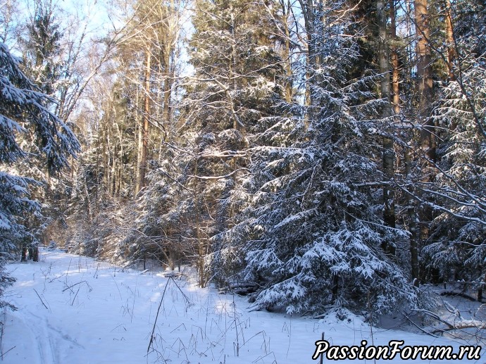 Солнечное утро в зимнем лесу (часть 3)