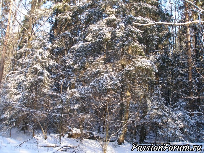 Солнечное утро в зимнем лесу (часть 3)