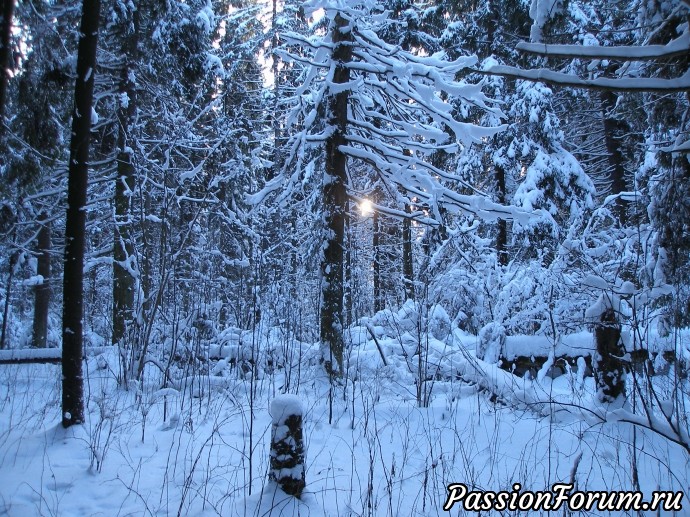 Сказочный зимний лес