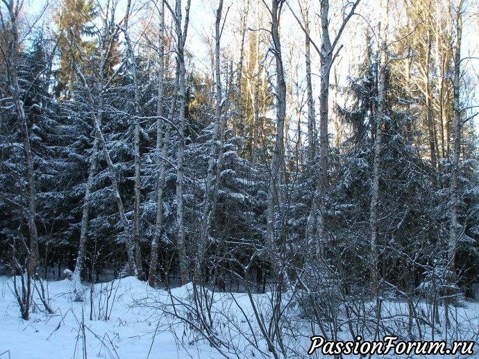 Солнечное утро в зимнем лесу (часть 3)