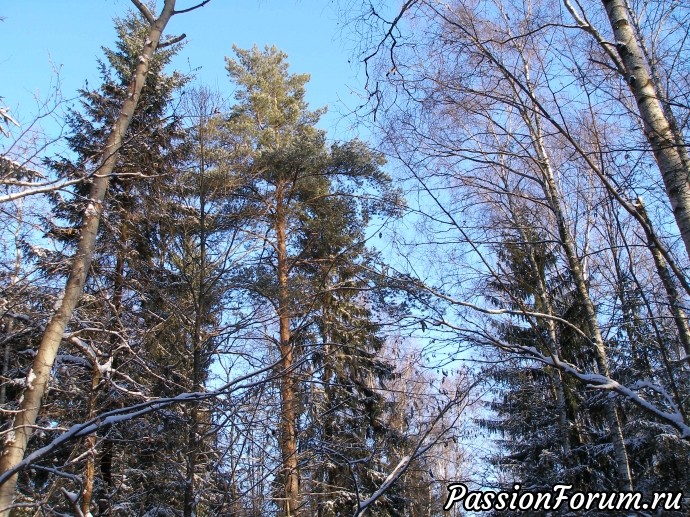 Солнечное утро в зимнем лесу (часть 3)