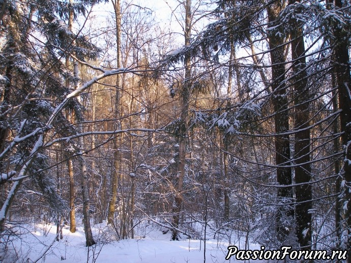 Солнечное утро в зимнем лесу (часть 3)