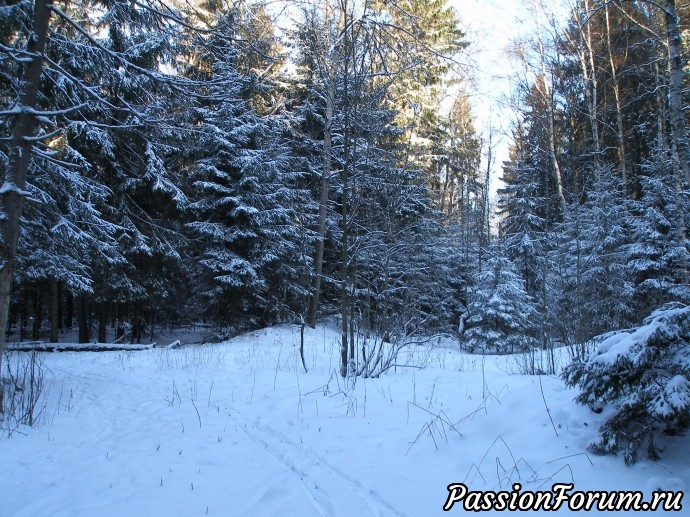 Солнечное утро в зимнем лесу (часть 3)