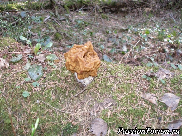 Первые весенние ... грибы