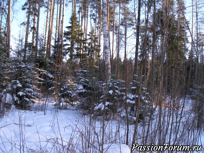 Солнечный зимний лес