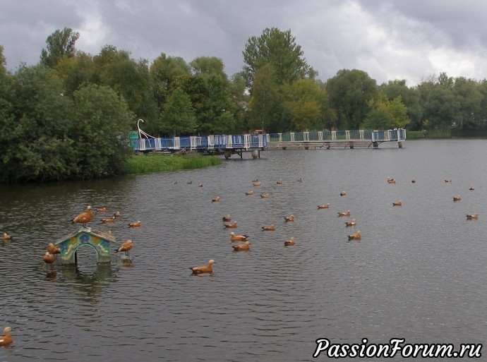 Утиное собрание