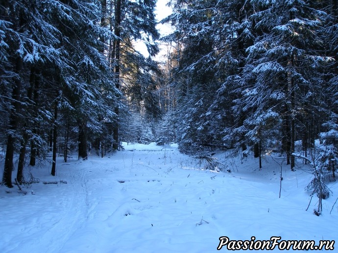 Солнечное утро в зимнем лесу (часть 3)