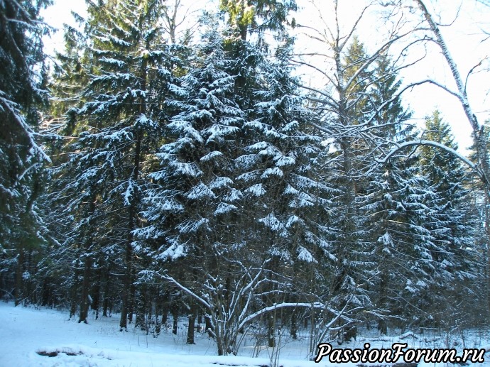 Солнечный зимний лес (продолжение)