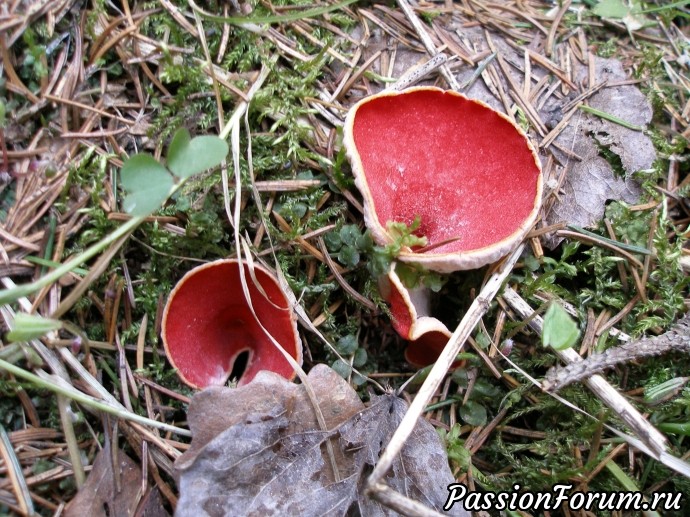 Первый гриб весной название. Первые съедобные грибы. Первый весенний гриб красный. Весенние грибы. Ранние грибы красные.
