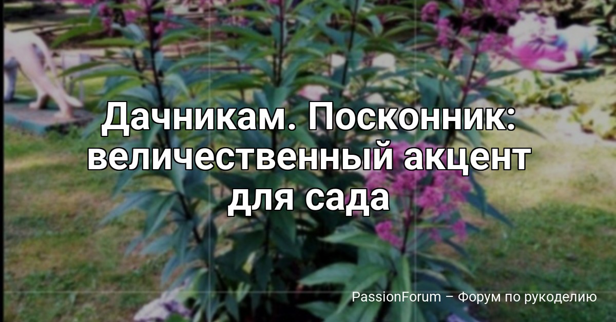 Дачникам. Посконник: величественный акцент для сада