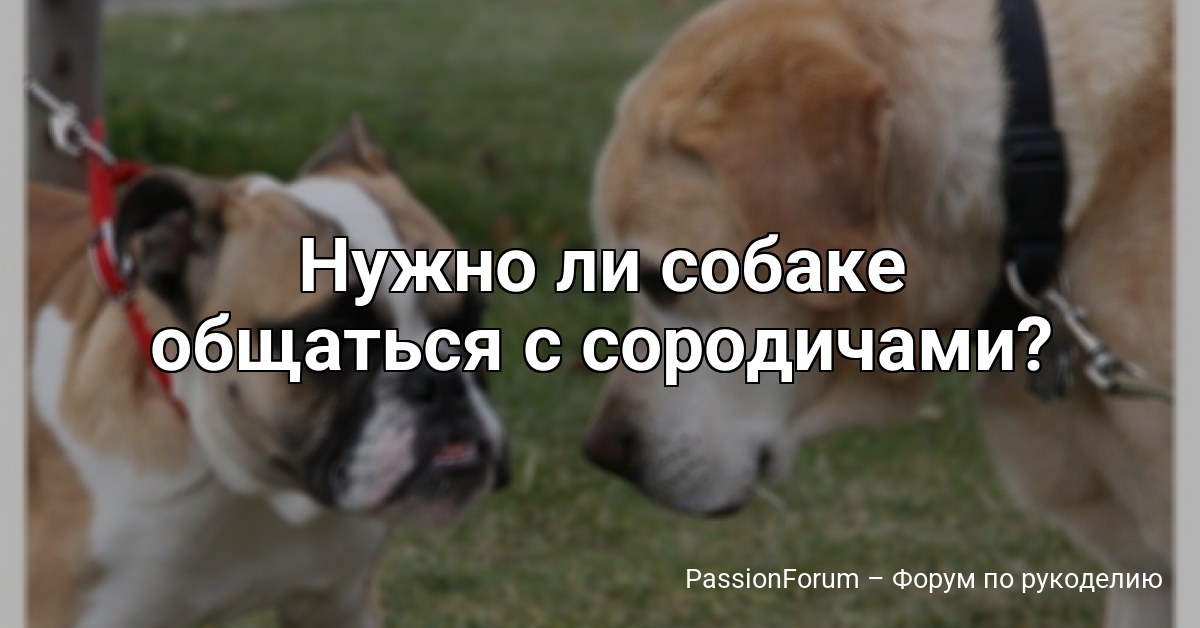 Нужно ли собаке общаться с сородичами?