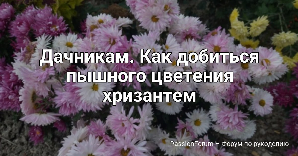 Дачникам. Как добиться пышного цветения хризантем