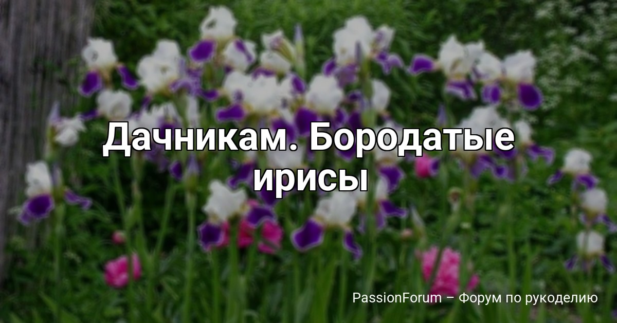 Дачникам. Бородатые ирисы