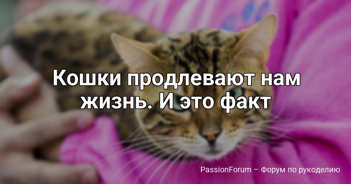 Кошки продлевают нам жизнь. И это факт