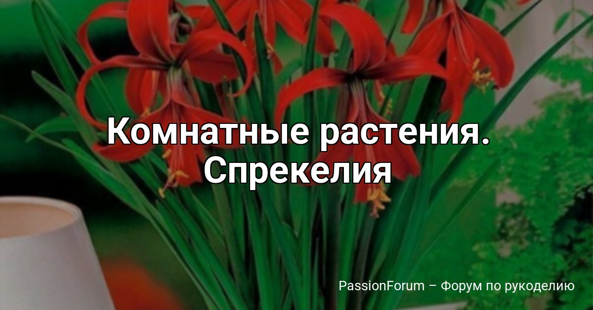 Комнатные растения. Спрeкeлия