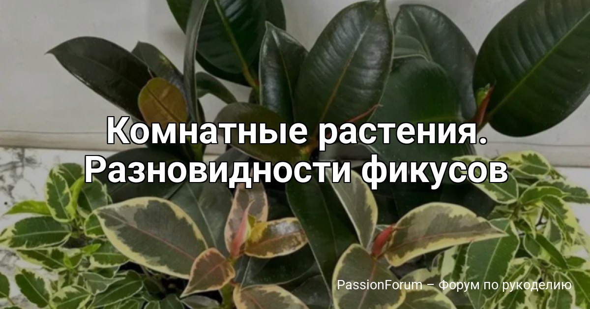 Комнатные растения. Разновидности фикусов