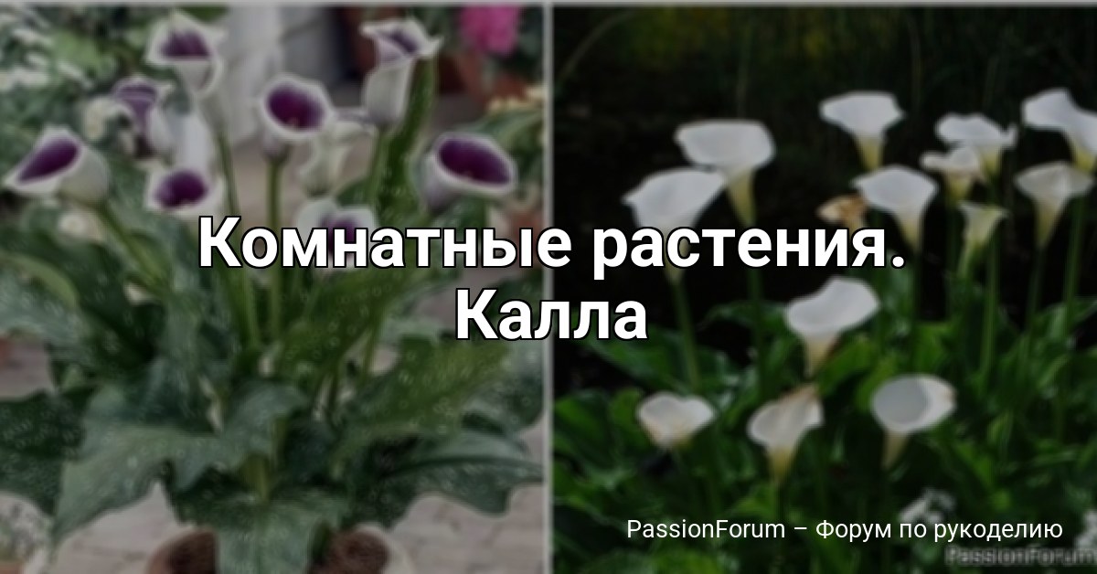 Комнатные растения. Калла