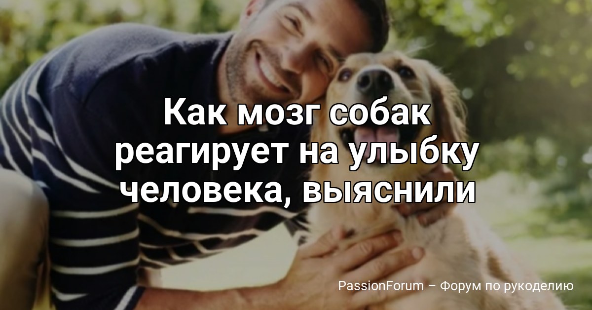 Как мозг собак реагирует на улыбку человека, выяснили ученые