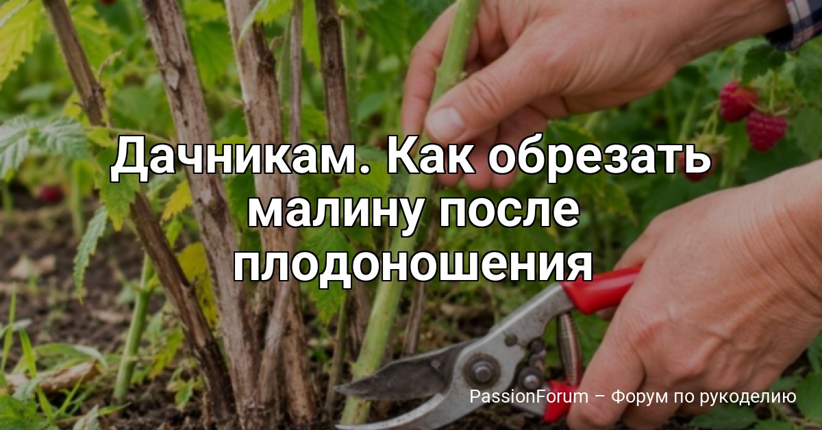 Дачникам. Как обрезать малину после плодоношения