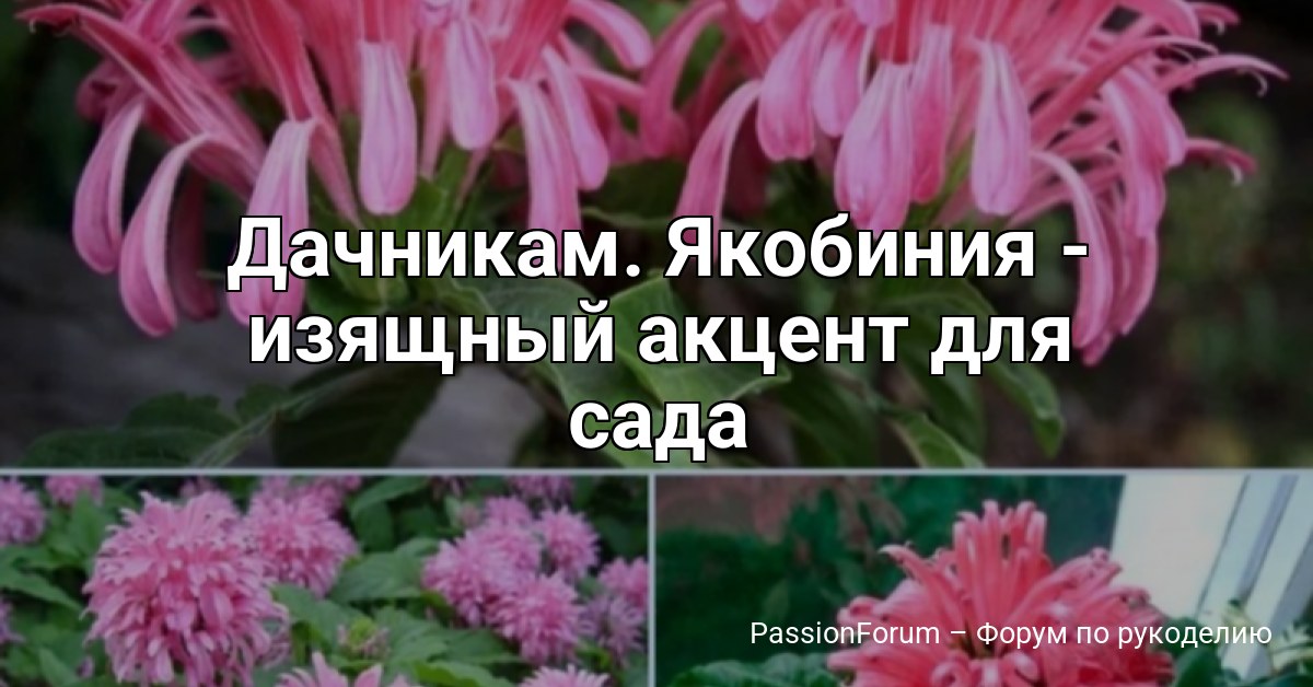 Дачникам. Якобиния - изящный акцент для сада