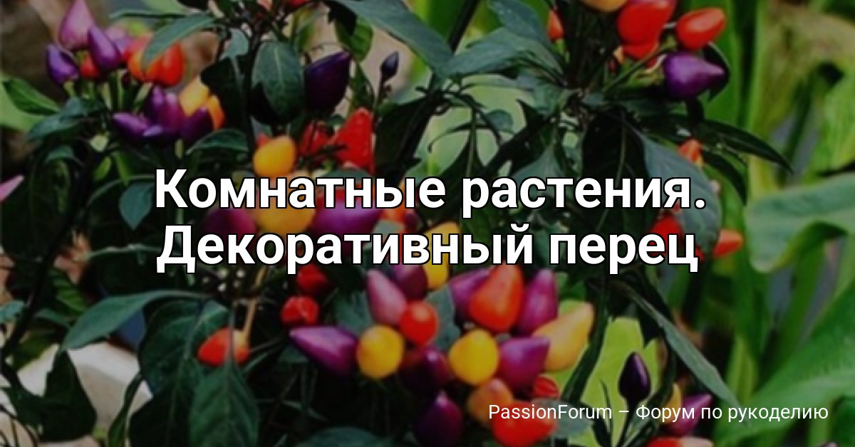 Комнатные растения. Декоративный перец