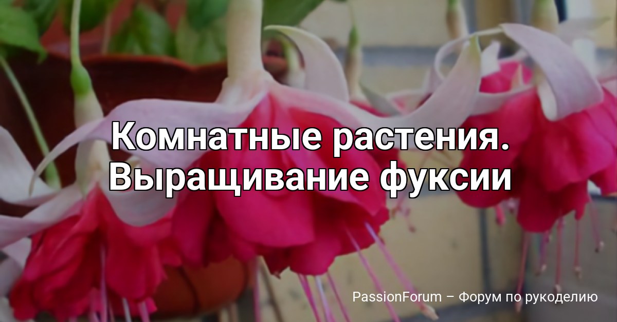 Комнатные растения. Выращивание фуксии